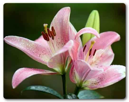 Manipur State flower, Siroi lily, Lilium mackliniae